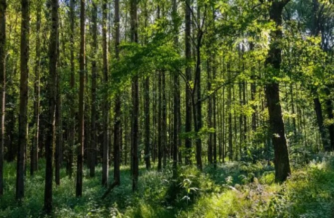 Prodaja,  zemljište, 80000m2, Grab, Cetinje