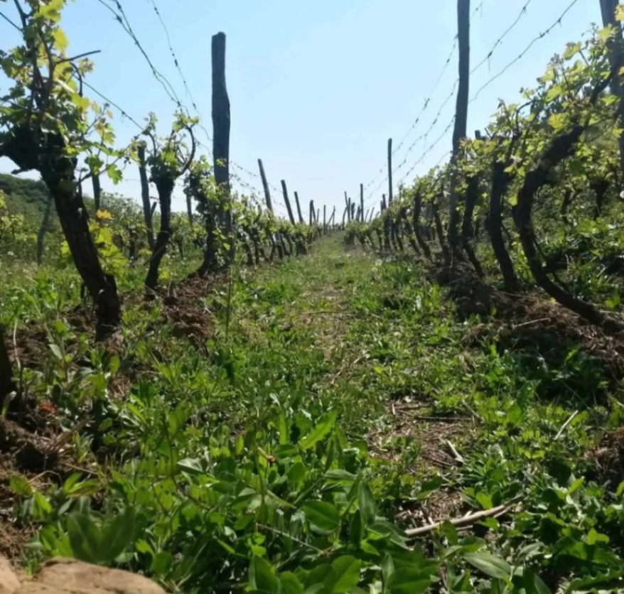 Prodaja, zemljište, 30000m2, Ulcinj Prodaja, zemljište, 30000m2, Ulcinj