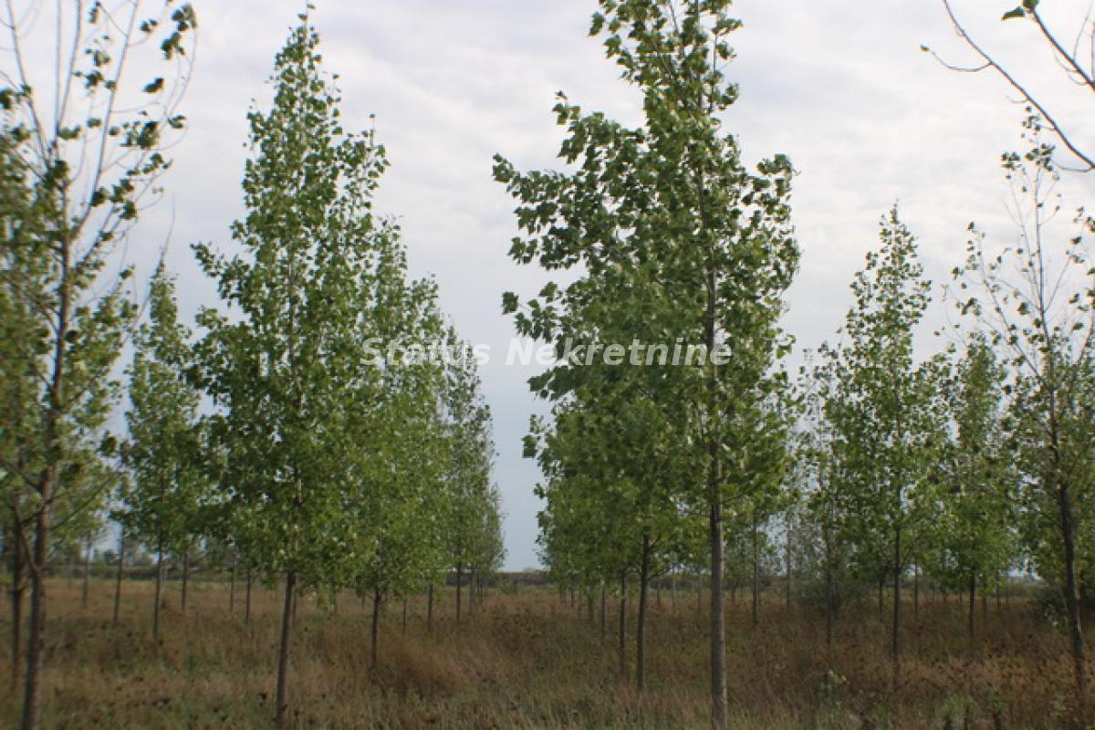 Prodaja,  zemljište, 137800m2, Zrenjanin
