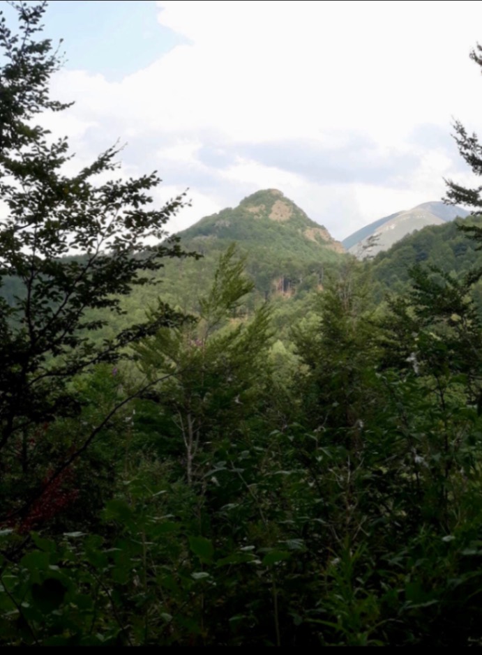 Prodaja, zemljište, 75000m2, Štitarica, Mojkovac Prodaja, zemljište, 75000m2, Štitarica, Mojkovac