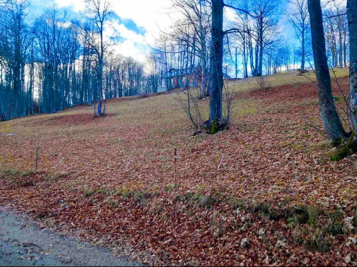 Prodaja, zemljište, 100900m2, Žabljak Prodaja, zemljište, 100900m2, Žabljak